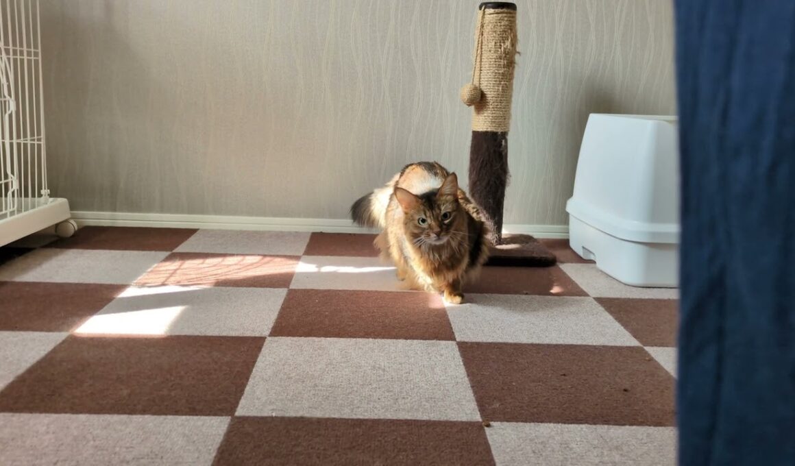 【1368日目】おしりフリフリ #ソマリ #cat