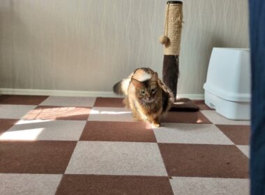 【1368日目】おしりフリフリ #ソマリ #cat