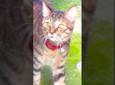 家猫なのに野良猫たちの縄張りをしれっと散歩してるけど猫は家だよ　#youtube猫動画 #ねこ