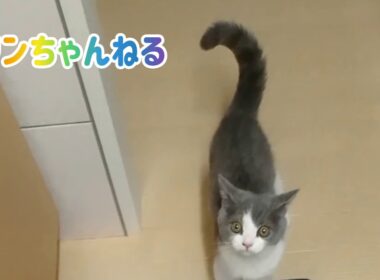 【YouTube】YouTube始めました！【ご挨拶】ブリティッシュショートヘア