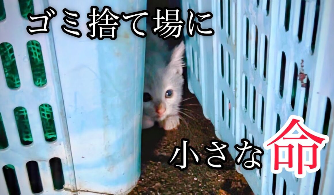 【緊急保護】雨の夜､ごみ収集所に捨てられた子猫の必死の叫び