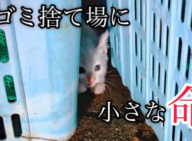 【緊急保護】雨の夜､ごみ収集所に捨てられた子猫の必死の叫び