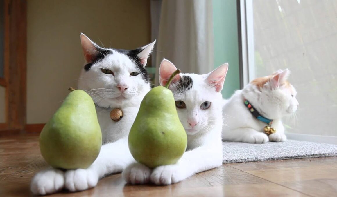 みみと洋梨　mimi and Pear