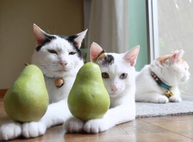 みみと洋梨　mimi and Pear