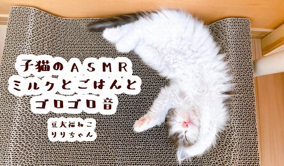 【豆大福ねこ】子猫のASMR～ミルクとごはんとゴロゴロ音～【りりちゃん】