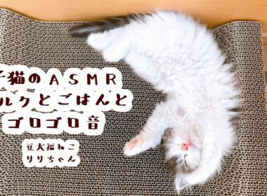 【豆大福ねこ】子猫のASMR～ミルクとごはんとゴロゴロ音～【りりちゃん】