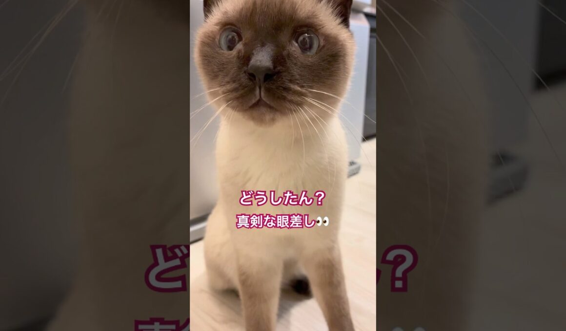 真剣な眼差しな猫様 #猫のいる暮らし