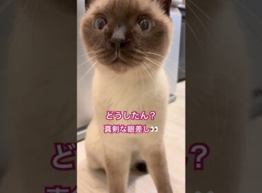 真剣な眼差しな猫様 #猫のいる暮らし