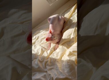 秋晴れの日向ぼっこをする猫アレクサンドラ【スフィンクス】