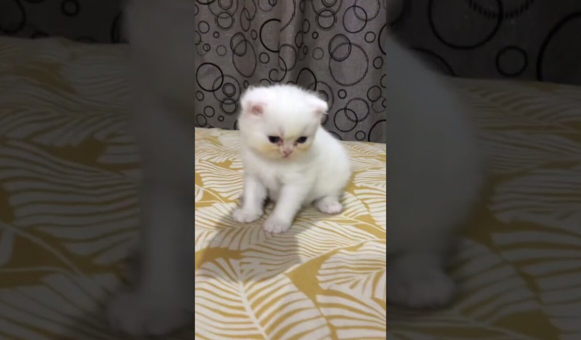 cute sweet coco of 17 days♥️🥰♥️ #cat #cute #kitten #cutecat #子ネコ #好きな子猫 #赤ちゃん #kucinganggora