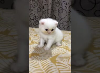 cute sweet coco of 17 days♥️🥰♥️ #cat #cute #kitten #cutecat #子ネコ #好きな子猫 #赤ちゃん #kucinganggora