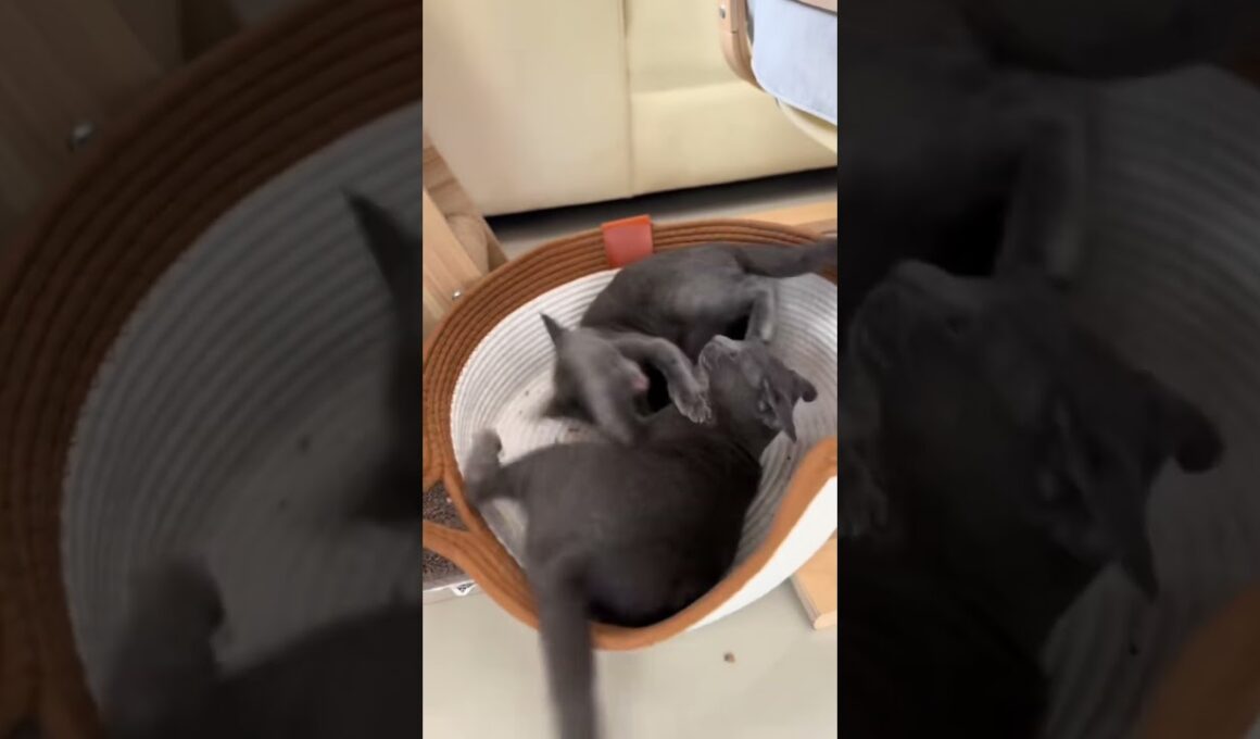 They are just playing with each other 😒 #koratcats #cat #cutecats #funny #cutepets