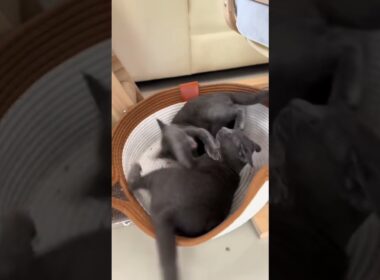 They are just playing with each other 😒 #koratcats #cat #cutecats #funny #cutepets