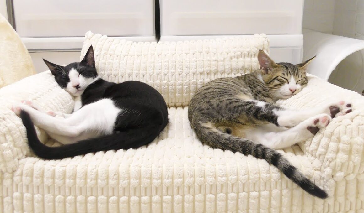 子猫のためにペットソファをプレゼントしたら大喜びしてこうなっちゃいました...♡