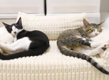 子猫のためにペットソファをプレゼントしたら大喜びしてこうなっちゃいました...♡