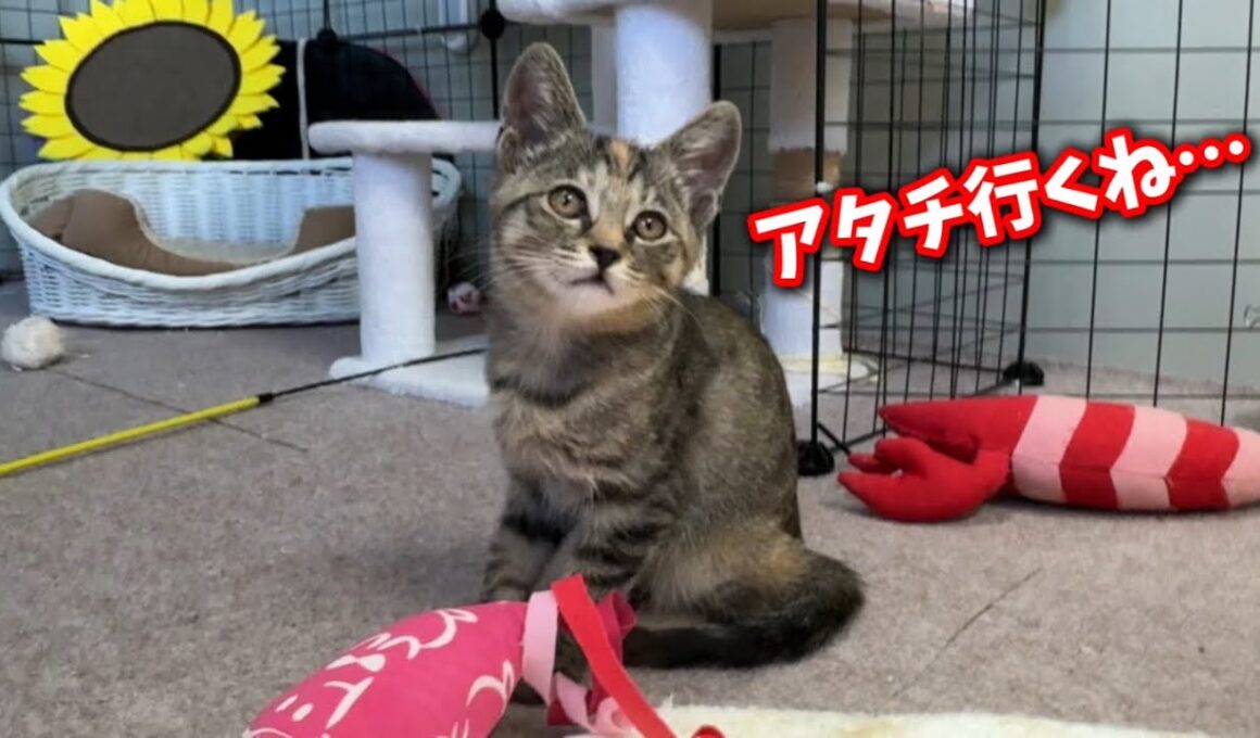 自分の飼い主を自分で決めた奇跡の子猫セーラームーンちゃん
