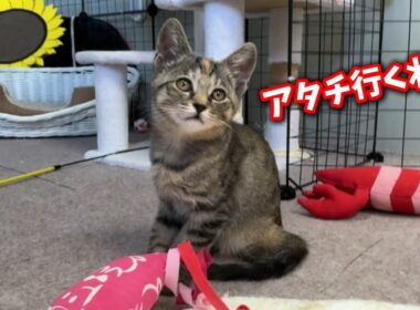 自分の飼い主を自分で決めた奇跡の子猫セーラームーンちゃん