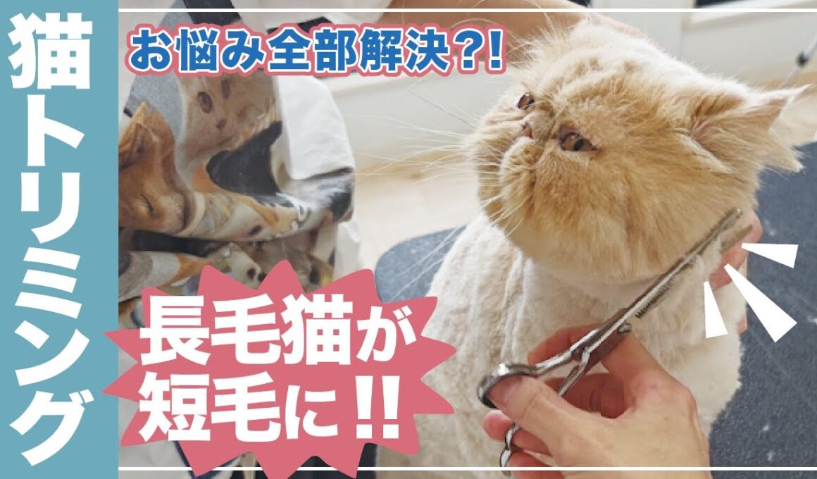 【猫トリミング】長毛猫が短毛猫に大変身？！[毛玉]や[抜け毛]いろんな悩みも全部解決！！