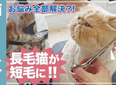 【猫トリミング】長毛猫が短毛猫に大変身？！[毛玉]や[抜け毛]いろんな悩みも全部解決！！