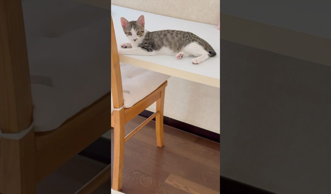 3ヶ月半になった保護子猫(心室中隔欠損症VSD)が、母猫に反抗的な態度をとる理由🐱 #shorts  #子猫動画 #保護子猫