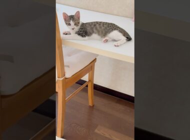 3ヶ月半になった保護子猫(心室中隔欠損症VSD)が、母猫に反抗的な態度をとる理由🐱 #shorts  #子猫動画 #保護子猫