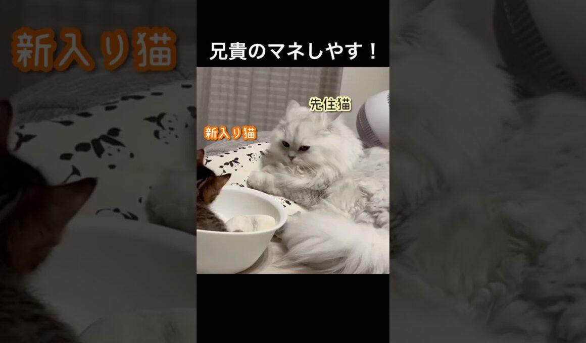 師弟関係生まれてきたよ。#ペルシャ#チンチラ#猫#ねこ #猫のいる暮らし #癒し #いやし#cat  #ふわふわ #野良猫 #キジトラ