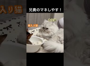 師弟関係生まれてきたよ。#ペルシャ#チンチラ#猫#ねこ #猫のいる暮らし #癒し #いやし#cat  #ふわふわ #野良猫 #キジトラ