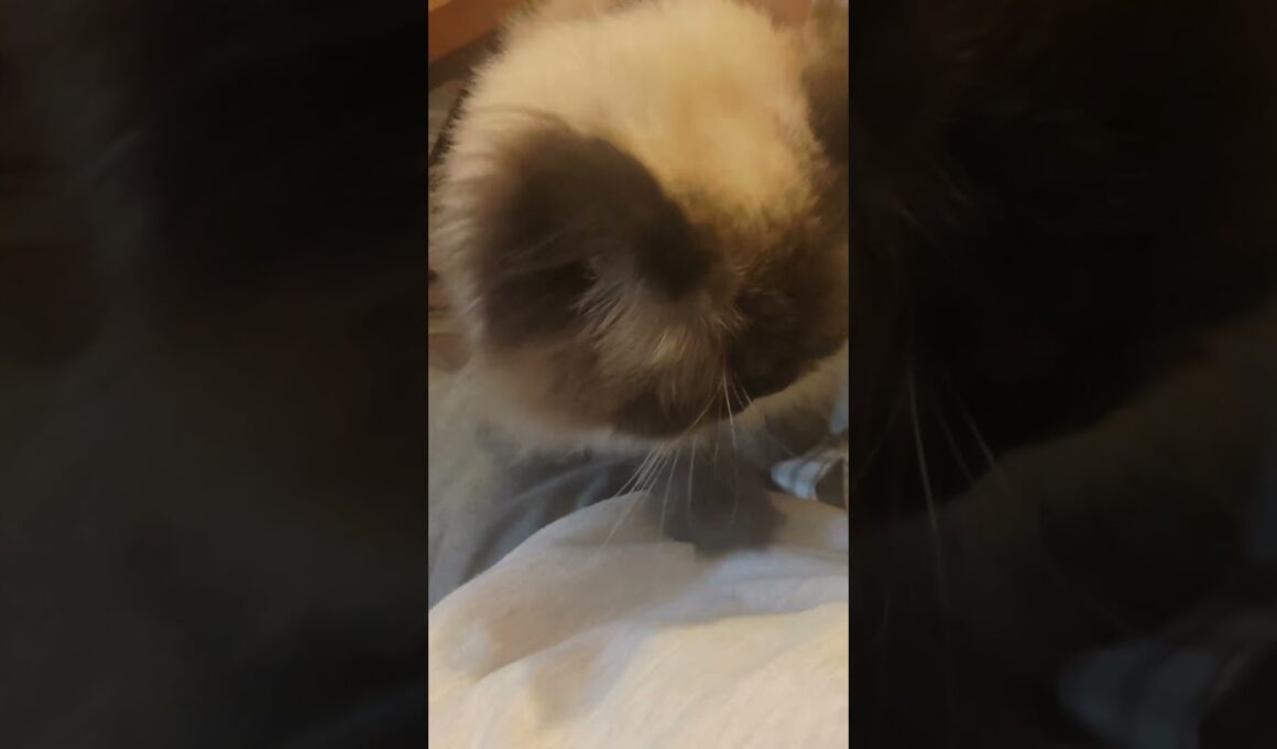 なでなで要求猫　#ヒマラヤン #ねこ　#猫　#甘えん坊　#猫のいる暮らし 　#cat