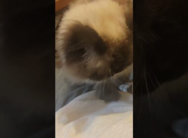 なでなで要求猫　#ヒマラヤン #ねこ　#猫　#甘えん坊　#猫のいる暮らし 　#cat