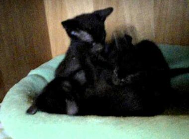 Havana Brown Kitty wrestling -6wks.AVI