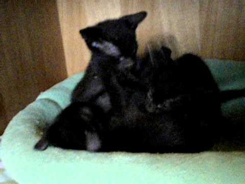 Havana Brown Kitty wrestling -6wks.AVI