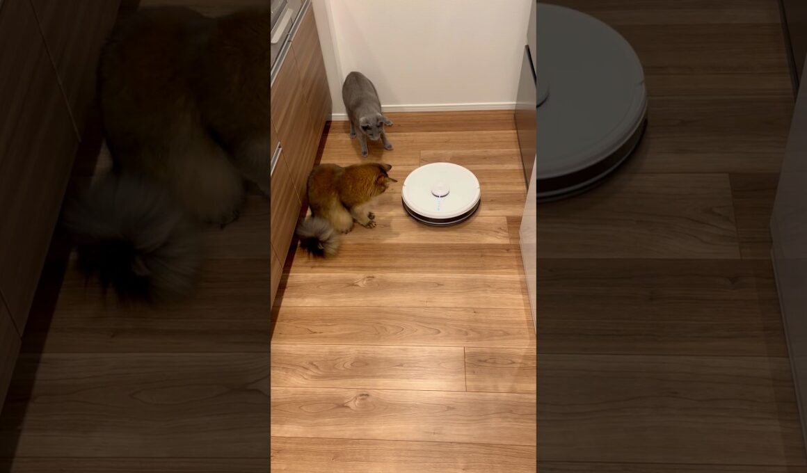 初めてのロボット掃除機② #ロシアンブルー #ソマリ #猫のいる暮らし