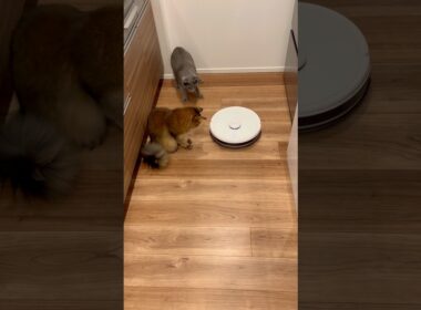初めてのロボット掃除機② #ロシアンブルー #ソマリ #猫のいる暮らし