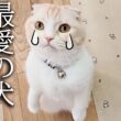 犬を預けたらニャーニャー泣いて家中探し回る子猫がこちらです