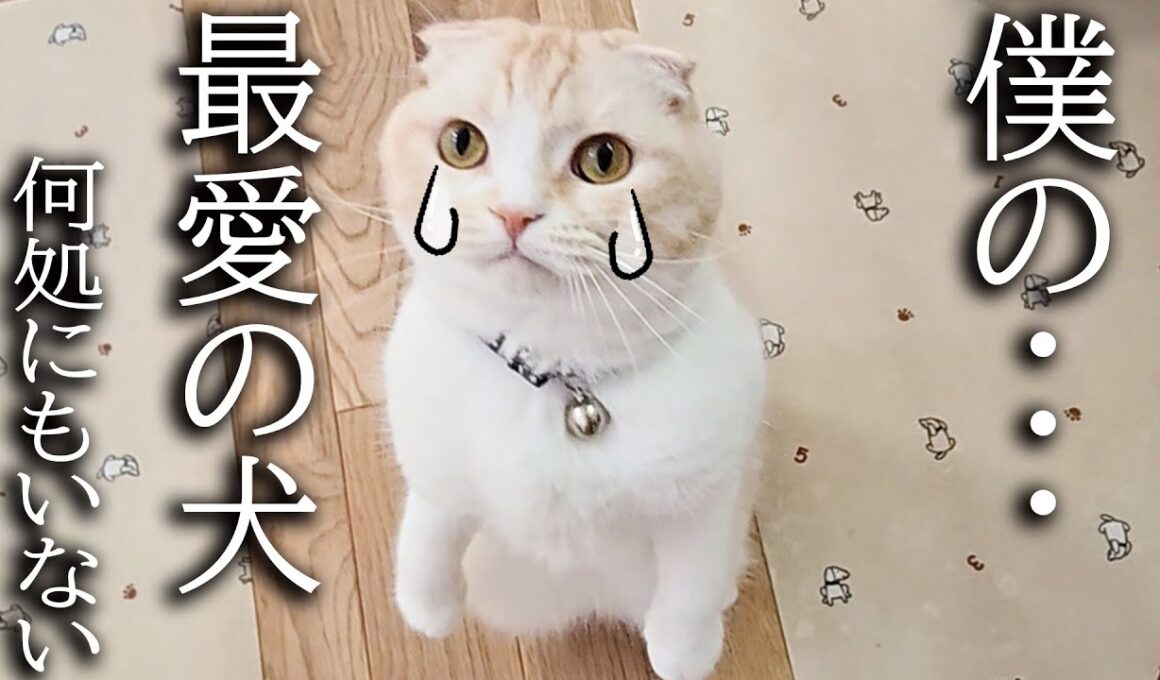 犬を預けたらニャーニャー泣いて家中探し回る子猫がこちらです