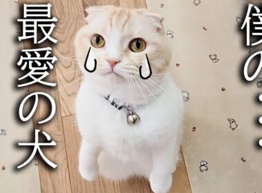犬を預けたらニャーニャー泣いて家中探し回る子猫がこちらです