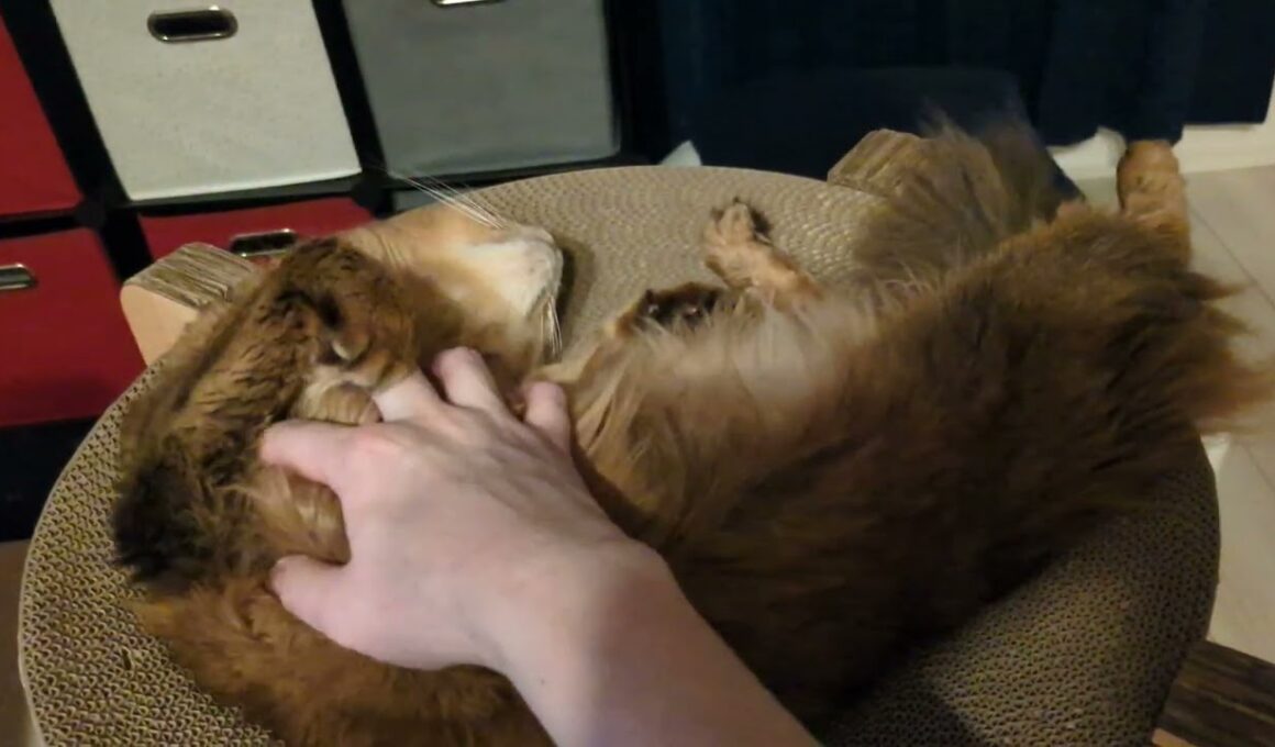 【1369日目】野生が失われつつある #ソマリ #cat