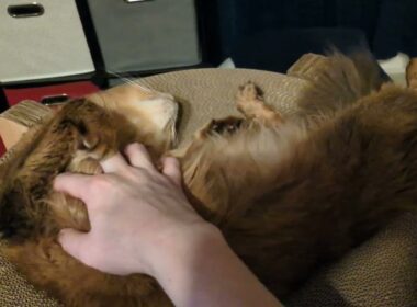 【1369日目】野生が失われつつある #ソマリ #cat