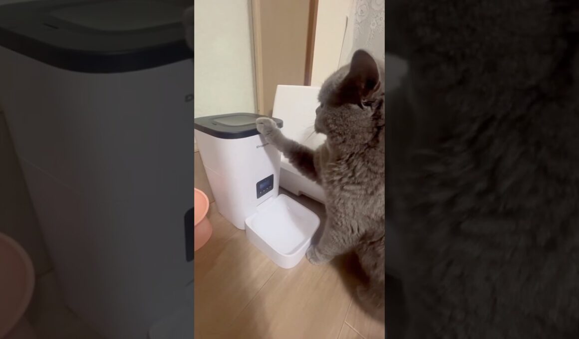 日本一食べるのが大好きな猫#shorts #japan #cute #animals #cat #eating  #short #vlog  #british #猫 #日本 #pets #클로바더빙