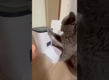 日本一食べるのが大好きな猫#shorts #japan #cute #animals #cat #eating  #short #vlog  #british #猫 #日本 #pets #클로바더빙