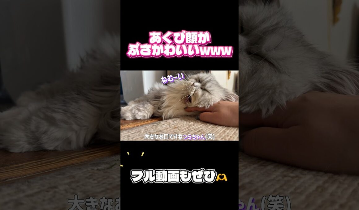 あくび顔がぶさかわすぎるペルシャ猫つらら😹 #猫 #ペルシャ猫