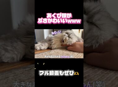あくび顔がぶさかわすぎるペルシャ猫つらら😹 #猫 #ペルシャ猫
