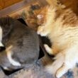 【仲良し♡】取り合いせず、仲良くスヤスヤ🩷ノルウェージャンフォレストキャットとターキッシュアンゴラ