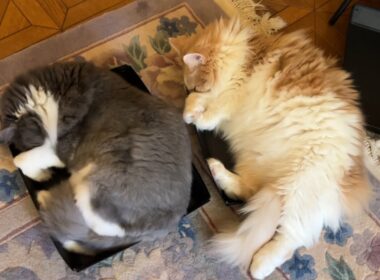 【仲良し♡】取り合いせず、仲良くスヤスヤ🩷ノルウェージャンフォレストキャットとターキッシュアンゴラ