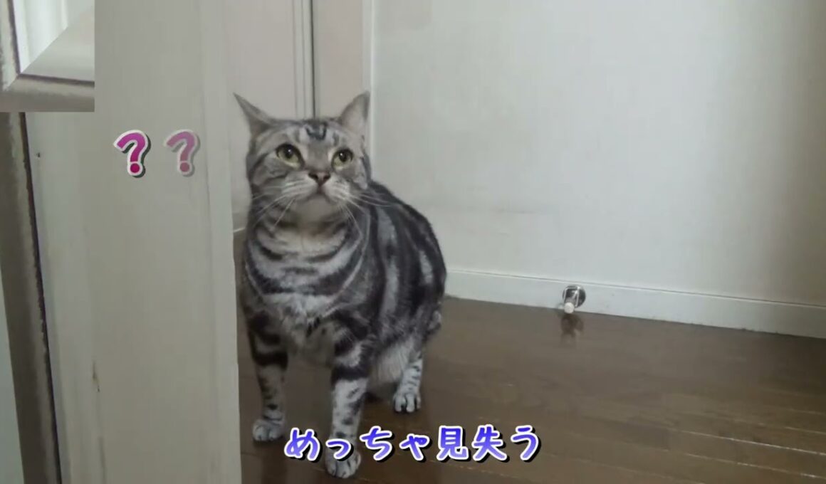 猫の驚くべき追尾能力・・・が？あれ？（アメリカンショートヘア）