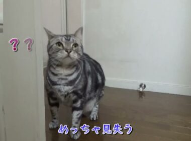 猫の驚くべき追尾能力・・・が？あれ？（アメリカンショートヘア）