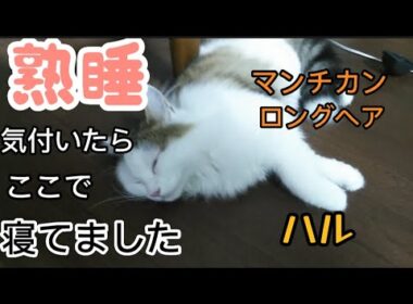 ここで寝てましたマンチカンロングヘアハル