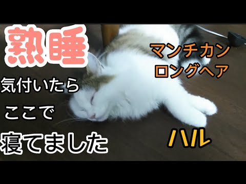ここで寝てましたマンチカンロングヘアハル