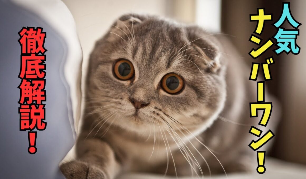 折れ耳が生んだ奇跡の猫！スコティッシュフォールドの全て
