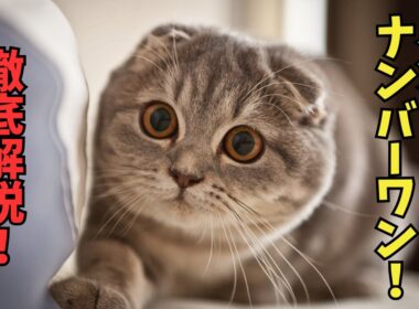 折れ耳が生んだ奇跡の猫！スコティッシュフォールドの全て